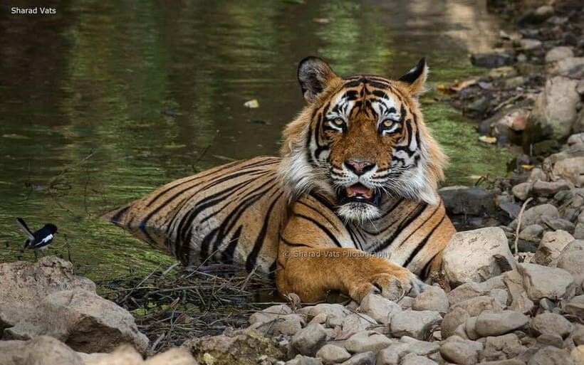 Ranthambore: Guided Safari Tour by Canter or Jeep - On a canter or jeep: what the guide helps you do
