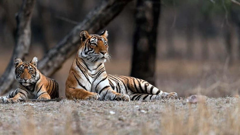 Ranthambore: Guided Safari Tour by Canter or Jeep - What to bring (and what rules keep the day safe)