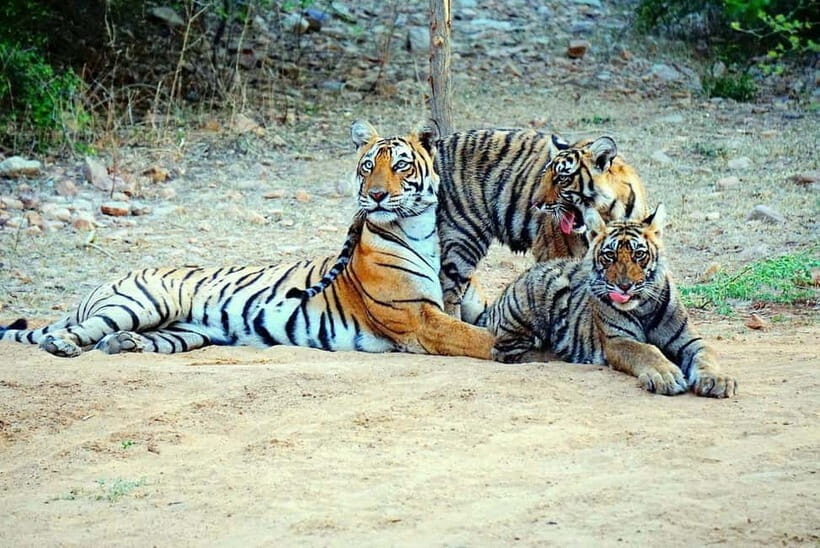 Ranthambore: Guided Safari Tour by Canter or Jeep - Getting started: Ranthambore Circle and the visitor center routine