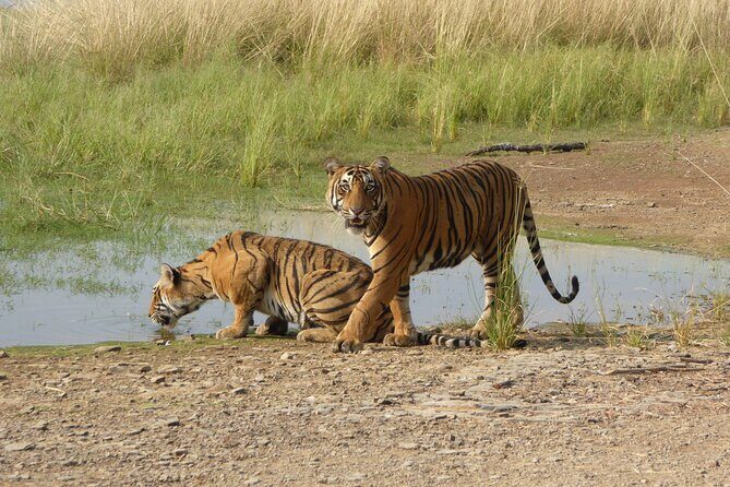 Ranthambore National Park - Key highlights to know before you go