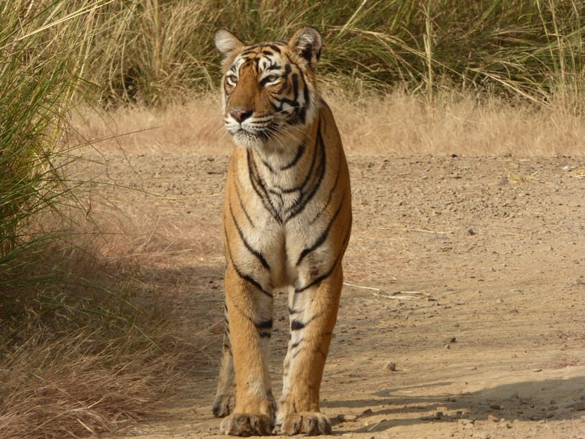 Ranthambore National Park - Who should book this safari (and who should skip it)