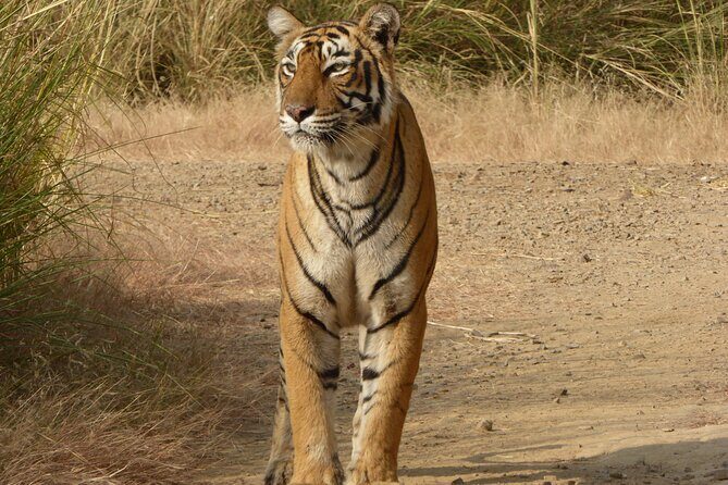 Ranthambore National Park - Price and value: what $34.96 buys you (and what it doesn’t)