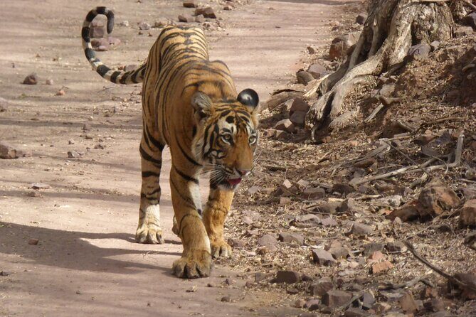 Ranthambore National Park - Inside the park: how zones and vehicle types shape your odds