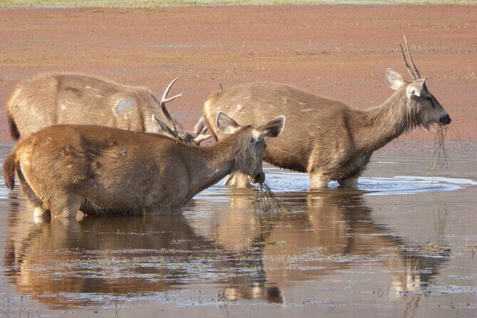 Ranthambore National Park - The wildlife side: more than tigers, and that’s a good thing