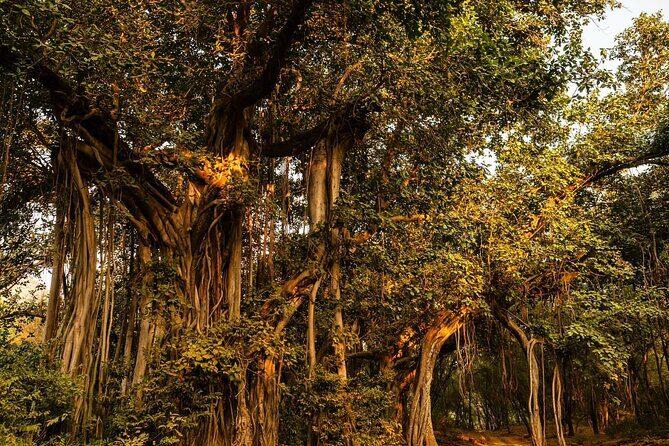 Ranthambore National Park - Weather reality: rain closures happen, so plan with margins