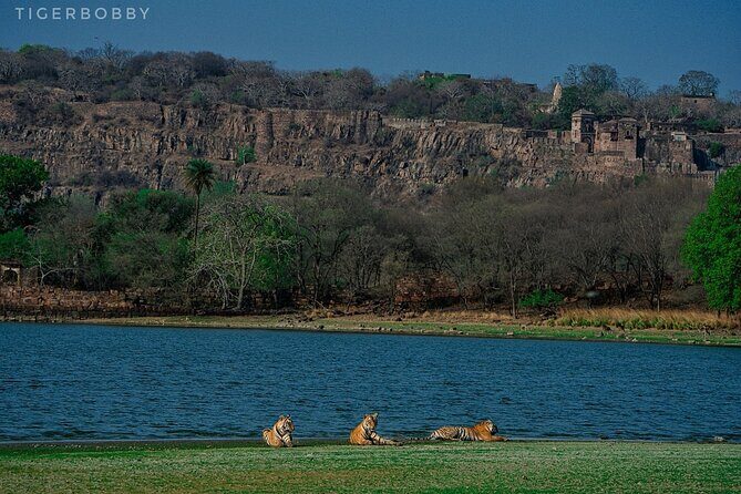 Ranthambore National Park - Who this safari tour is best for