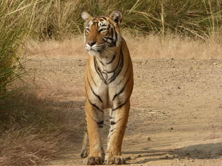 Ranthambore National Park - Price and value: what $27 buys you in Ranthambore