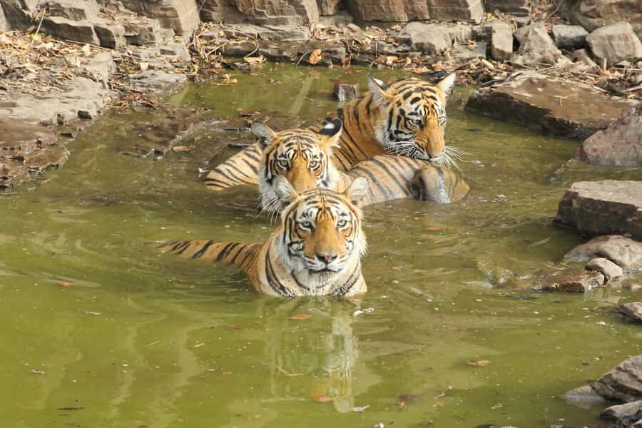 Ranthambore: National Park Guided Jeep or canter Safari - Quick take: best reasons to go