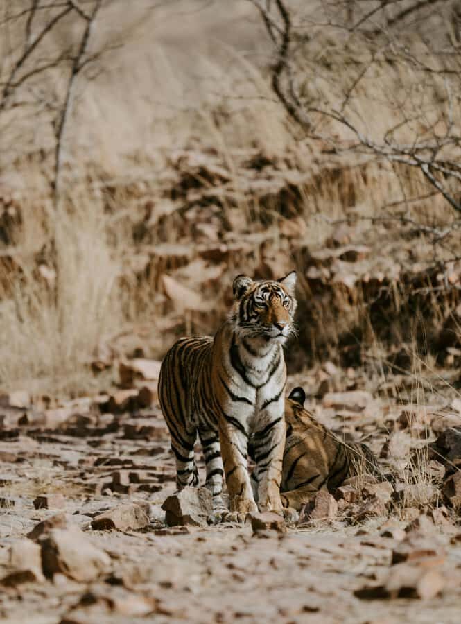 Ranthambore: National Park Guided Jeep or canter Safari - Ranthambore National Park canter safaris: what you’re really paying for