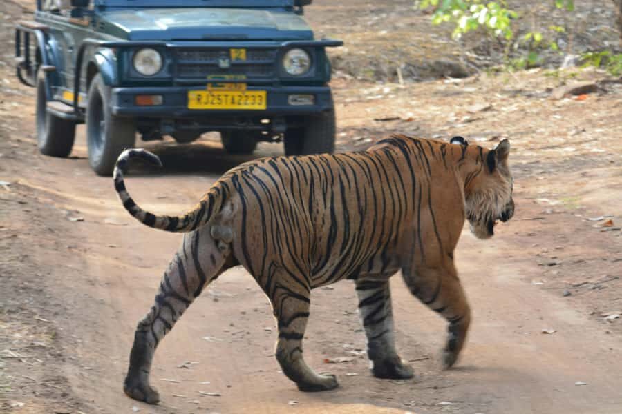Ranthambore: National Park Guided Jeep or canter Safari - Inside Ranthambore: what you can spot on a canter ride