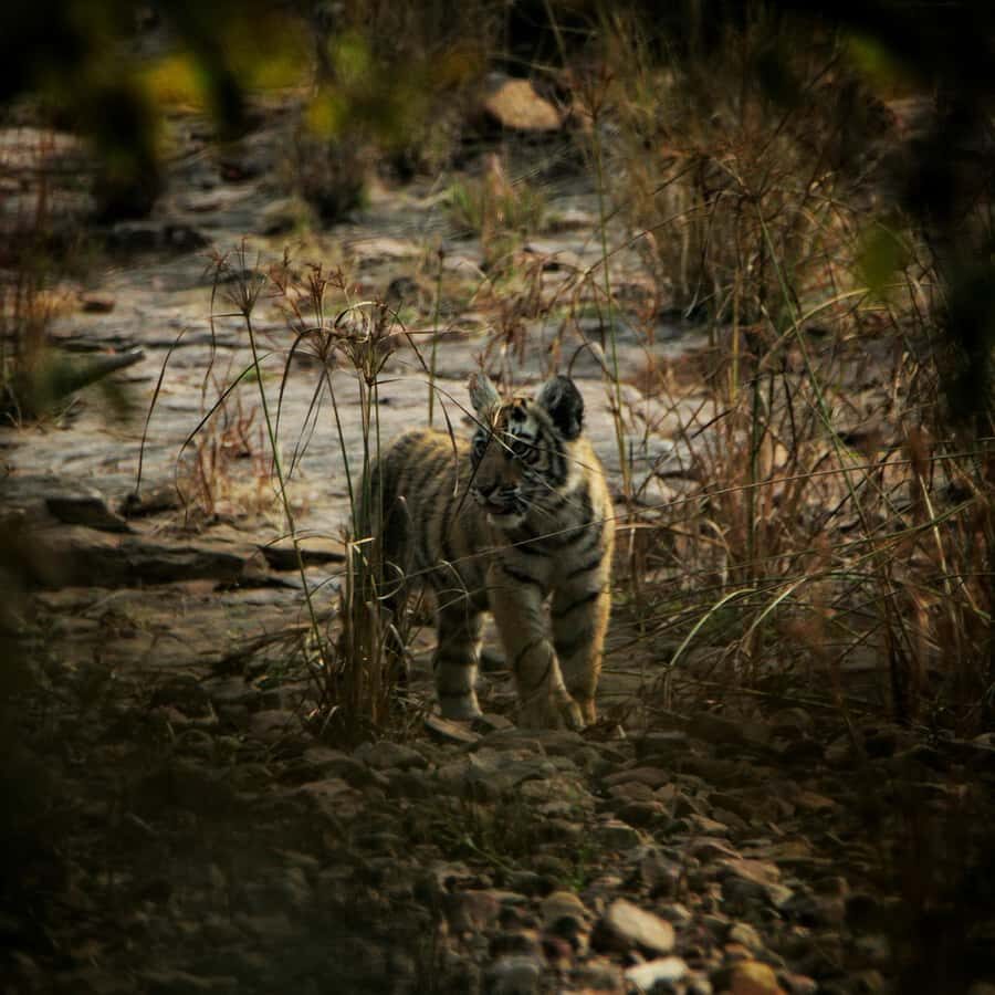 Ranthambore: National Park Guided Jeep or canter Safari - The fort ruins layer: Ranthambore is history, not just wildlife