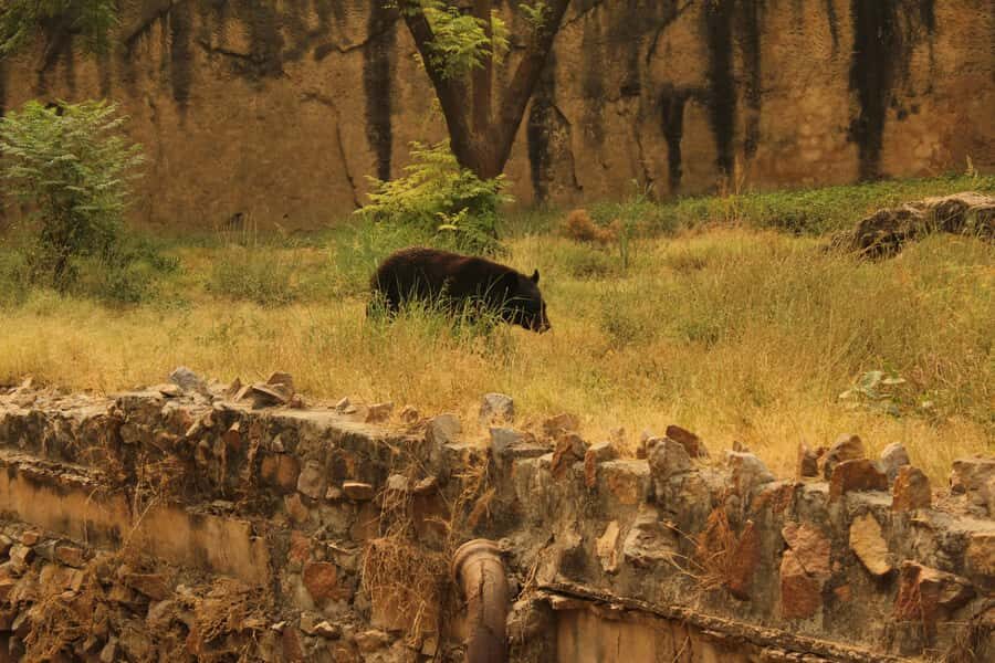 Ranthambore: National Park Guided Jeep or canter Safari - Price and value: is $49 a fair deal?