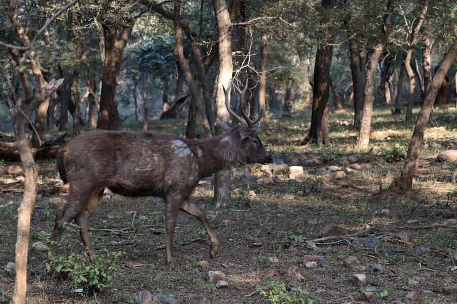 Ranthambore: National Park Guided Jeep or canter Safari - What to bring (so you don’t suffer for the photos)