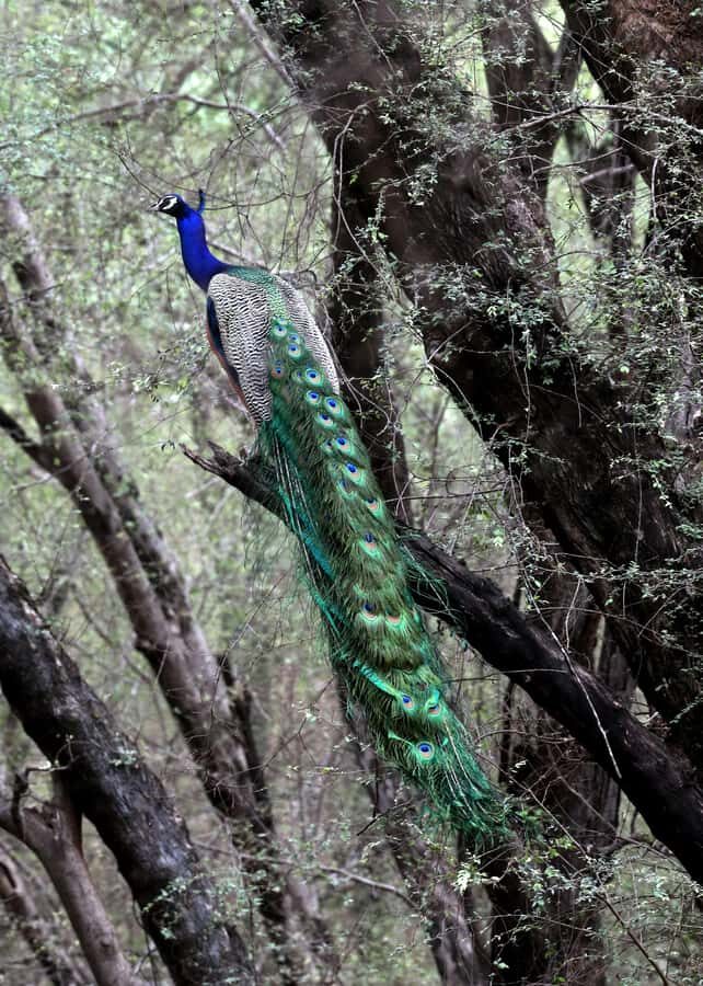 Ranthambore: National Park Guided Jeep or canter Safari - From pickup to the park gate: how the day typically starts