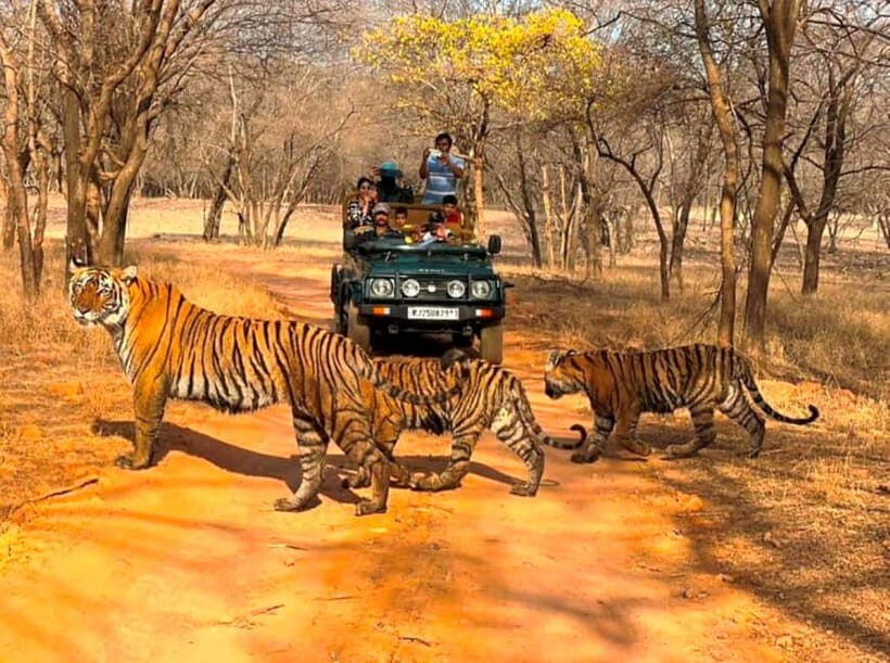 Ranthambore National Park: Jeep Safari from Sawai Madhopur - Key Highlights at a Glance
