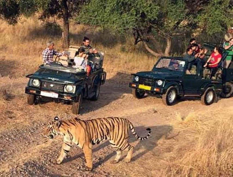 Ranthambore National Park: Jeep Safari from Sawai Madhopur - Jeep Safari Reality: Zones, Early Starts, and Photo Timing