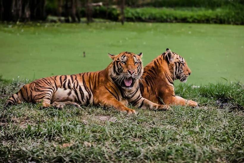 Ranthambore National Park: Jeep Safari from Sawai Madhopur - The Views and the Ride: Why People Still Rate This Safari Highly