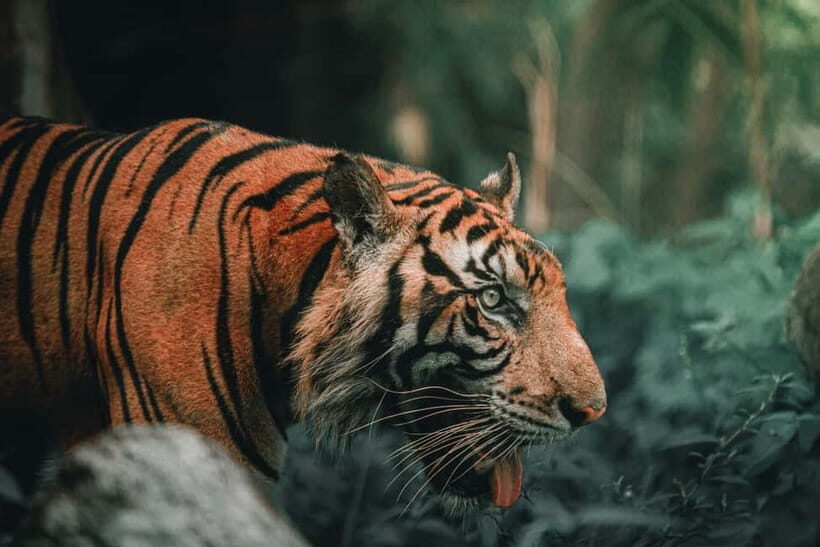 Ranthambore National Park: Jeep Safari from Sawai Madhopur - Practical Rules: What You Must Bring (and What You Can’t)