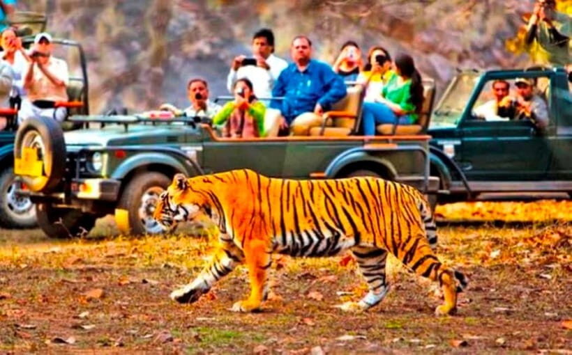 Ranthambore National Park: Jeep Safari from Sawai Madhopur - Driver-Guide Quality: The Difference You Feel in the Moment