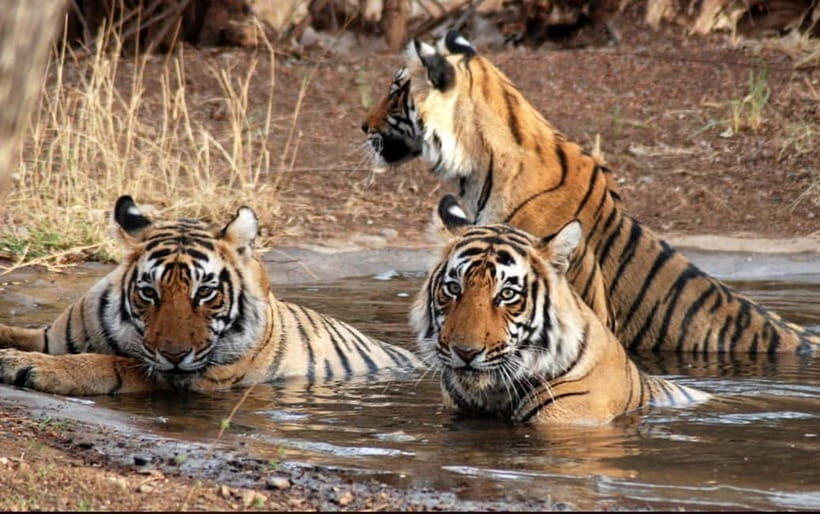 Ranthambore National Park: Safari Ticket with Pickup Option - Ranthambore in 4 hours: what your safari day really feels like