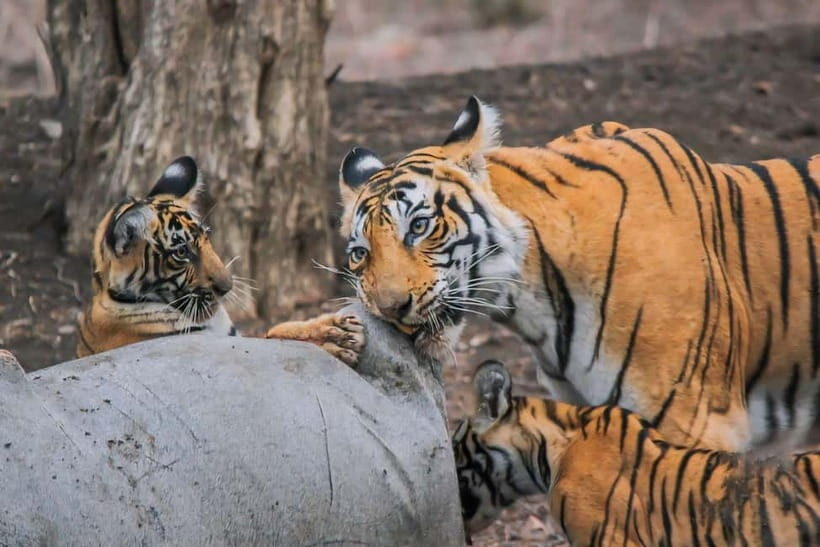 Ranthambore National Park: Safari Ticket with Pickup Option - Jeep vs canter safari: which vehicle matches your style?