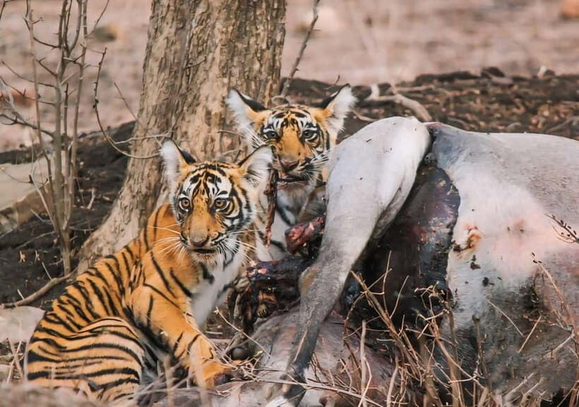 Ranthambore National Park: Safari Ticket with Pickup Option - Inside the park: how the guide helps you spot tigers and more