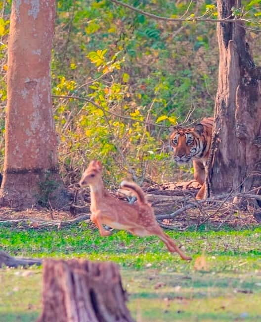Ranthambore National Park: Safari Ticket with Pickup Option - Ranthambore zones and why you cannot switch them
