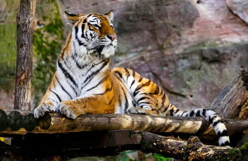 Ranthambore National Park: Safari Ticket with Pickup Option - Photography rules and what to bring for the ride