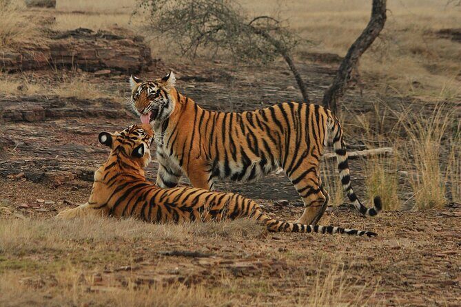 Ranthambore Safari Booking - Key highlights before you go