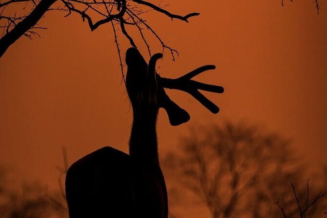 Ranthambore Safari Booking - 3.5 Hours in Ranthambore: What the Safari Format Really Means