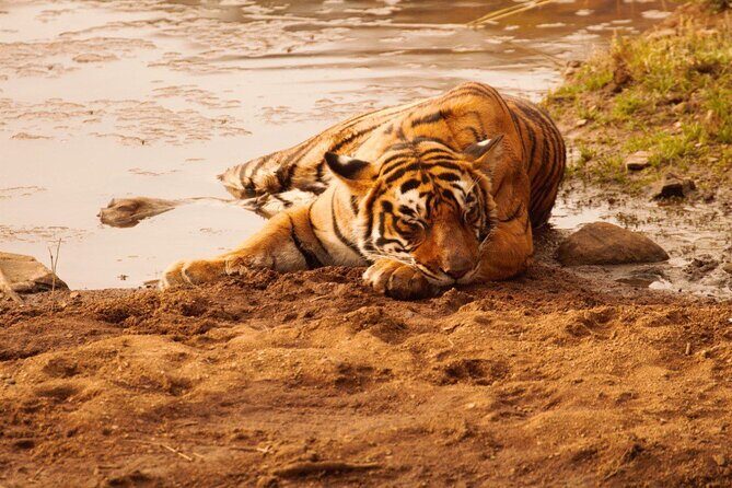 Ranthambore Safari Booking - Your 1-Hour Vehicle Reality Check (Forest-Department Timing)
