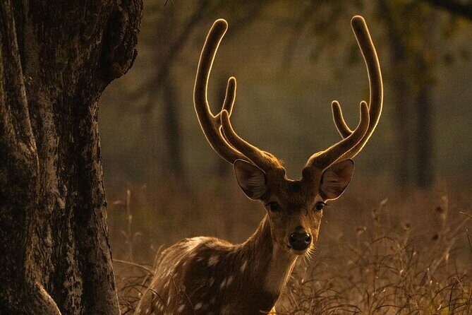 Ranthambore Safari Booking - Price and Value: Is $34.92 a Fair Deal?