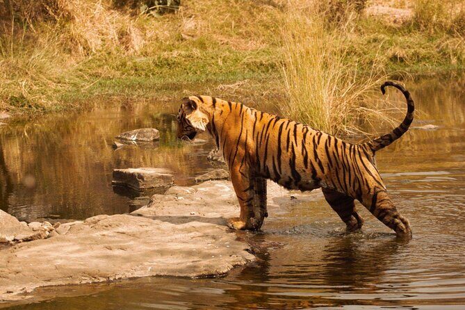 Ranthambore Safari Booking - What’s Not Included: Pack Smart for a Tiger-Tracking Day