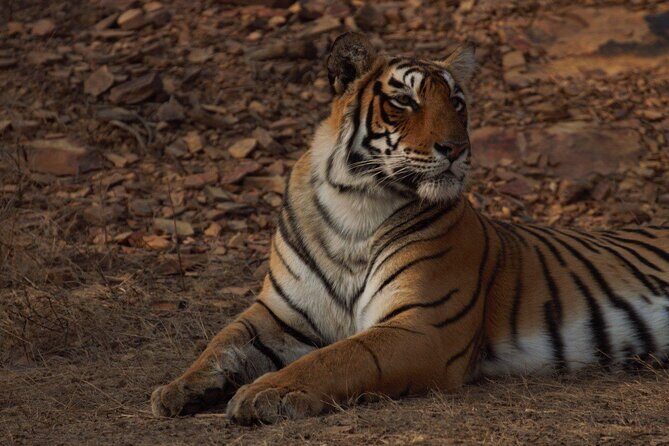 Ranthambore Safari Booking - Zones 1–6 vs Zones 3–5 in Summer: Your Tiger Odds Plan