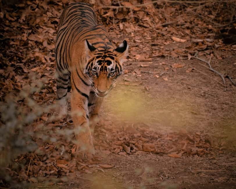Ranthambore safari by Canter ( 20 seater bus) - Quick Highlights You’ll Care About