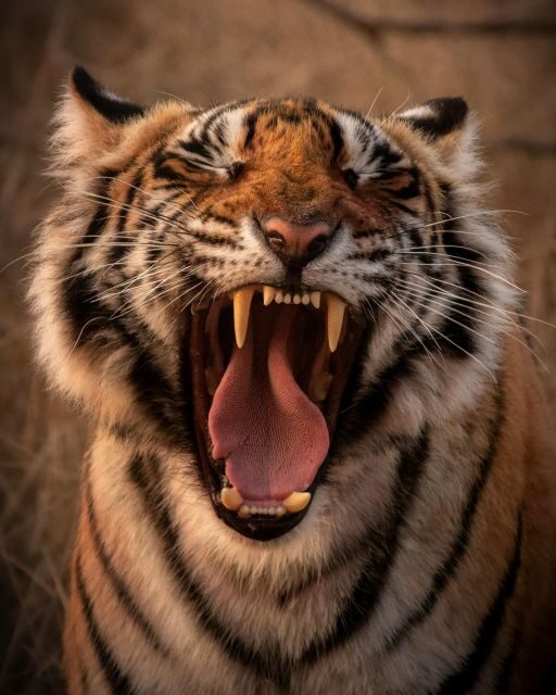 Ranthambore safari by Canter ( 20 seater bus) - Price and Value: $71 for a 3-Hour Safari Ride