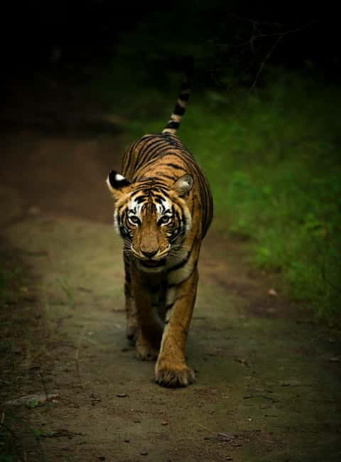 Ranthambore safari by Canter ( 20 seater bus) - Animals You Can Target: Tigers and the Supporting Cast