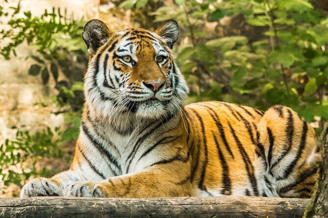 Ranthambore - Sharing Tiger Safari In Canter Or Gypsy Vehicle - Where Hotel Pickup Fits (and Why Hotel Saif Helps)