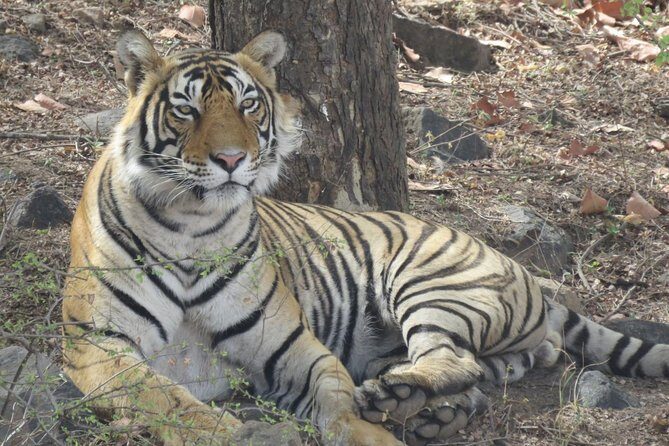Ranthambore Tiger Reserve Private Gypsy Safari All inclusive - Inside the park: how your Gypsy safari actually plays out