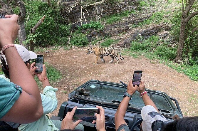 Ranthambore Tiger Reserve Private Gypsy Safari All inclusive - The short stops that matter more than they look