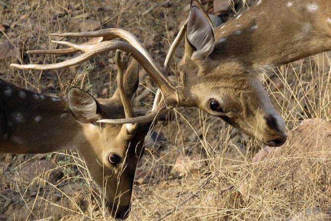 Ranthambore Tiger Reserve Private Gypsy Safari All inclusive - Value and price: what $308.98 per group really buys you
