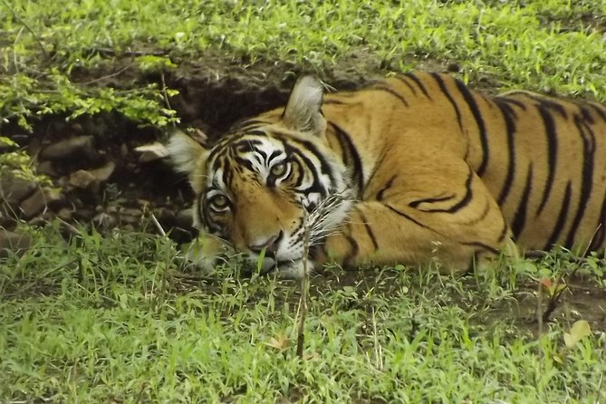 Ranthambore Tiger Safari Day trip from Jaipur - All Inclusive - Who this day trip suits best (and who should skip it)