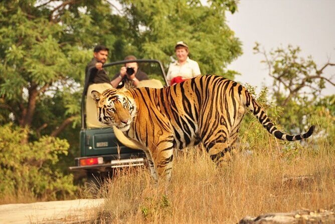 Ranthambore Tiger Safari In Gypsy 6 Seater All Inclusive visits - Your 3-hour tiger safari, timed for real life