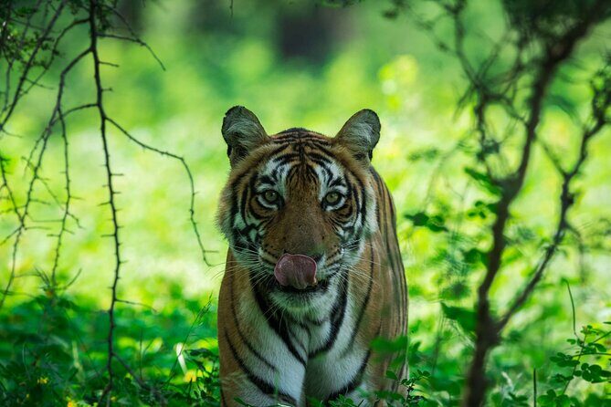 Ranthambore Tiger Safari In Gypsy 6 Seater All Inclusive visits - Entering the reserve: what zone-based entry changes