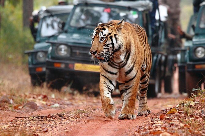 Ranthambore Tiger Safari In Gypsy 6 Seater All Inclusive visits - Transfers, timing, and the end-of-safari drop-off