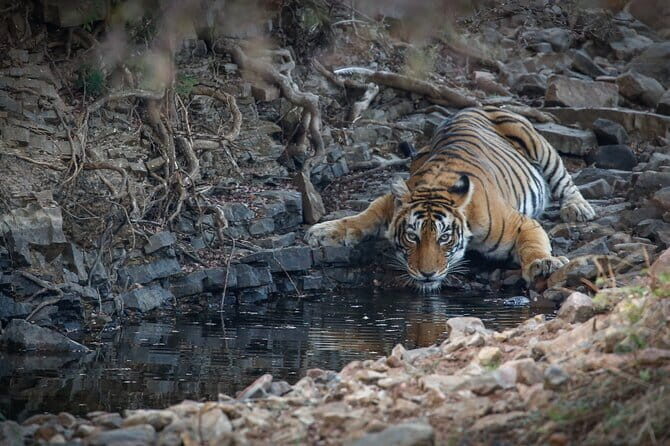 Ranthambore Tiger Safari Private Same Day Trip from Jaipur - A One-Day Tiger Safari Plan That Still Sends You Back to Jaipur