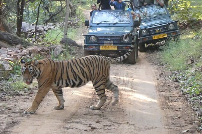 Ranthambore Tiger Safari Private Same Day Trip from Jaipur - Arriving in Sawai Madhopur: Pickup, Timing, and What Happens Next