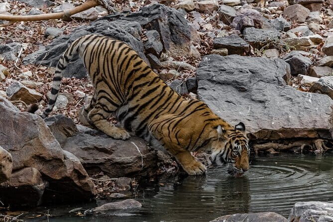 Ranthambore Tiger Safari Private Same Day Trip from Jaipur - The Main Event: A 3.5-Hour Tiger Safari with a Permit Included