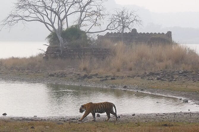 Ranthambore Tiger Safari Private Same Day Trip from Jaipur - Getting There: The 3.5-Hour Drive Out of Jaipur