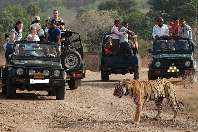 Ranthambore Wildlife Safari Day Trip from Jaipur - Ranthambore in a Single Long Day: What You’re Really Buying